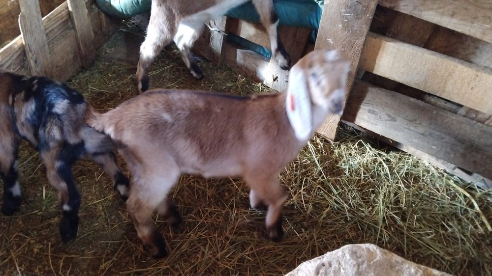 Iedita  anglo nubian