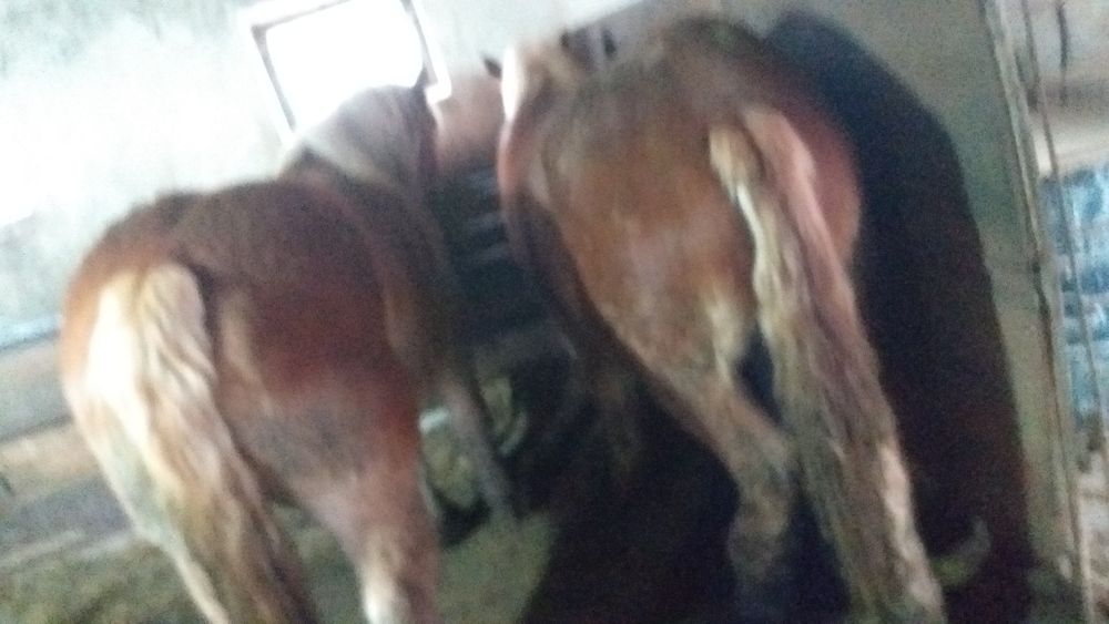 Vand 2 manze blonde 2 si 3 ani