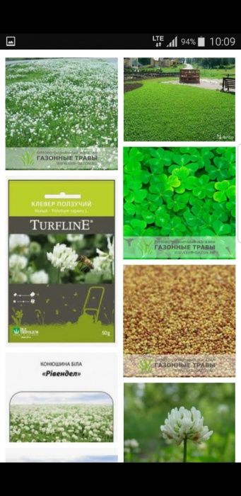 Белый клевер карликовый