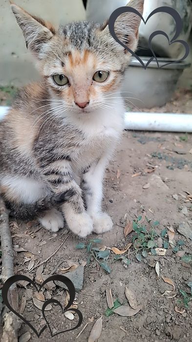 Pisicuți spre adoptie