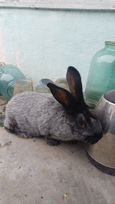 Продам кролиху и крола