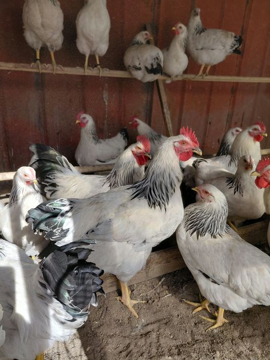 Продам племенных петухов адлер