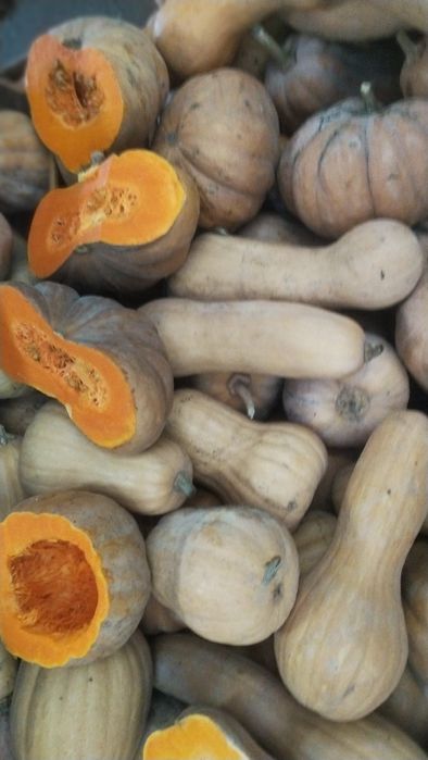 Продавам семена за посев отсладки български тикви кестени и сладки циг