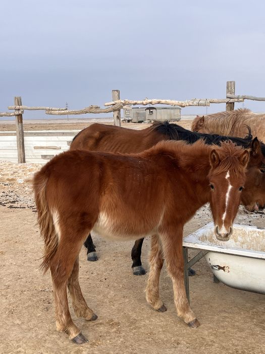 Тайлар сатылады