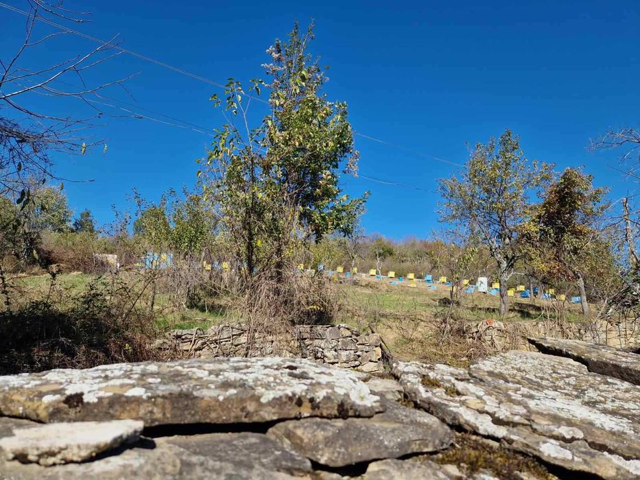 Пчелен билков букет мед Тенекия 25кг