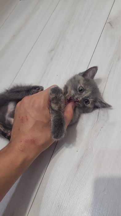 Котенок девочка.