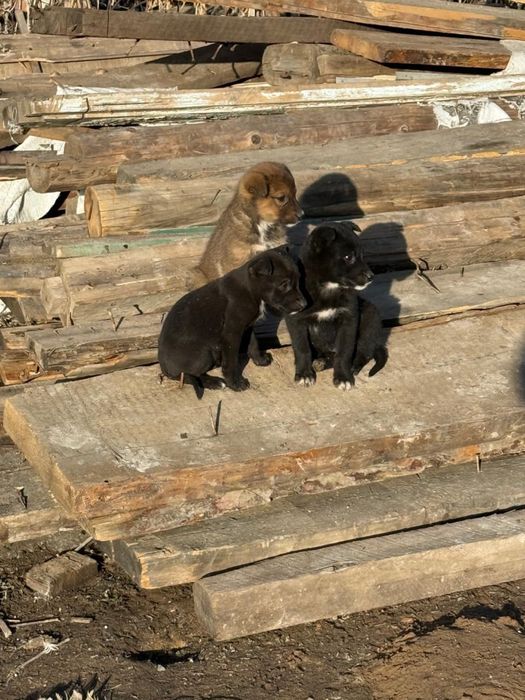 Щенки в добрые руки