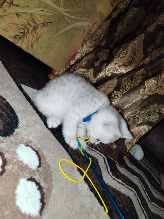 Кошка Шиншилла 100 га 100 тоза