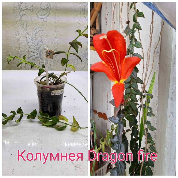 Колумнея или золотая рыбка