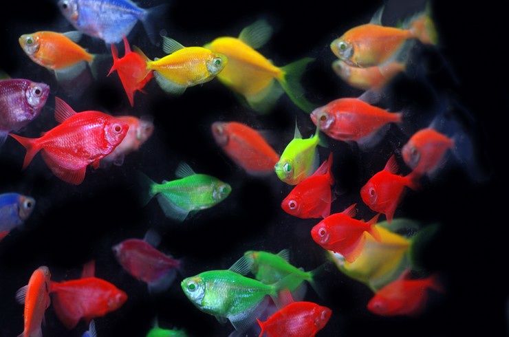 Тернетция котта размер