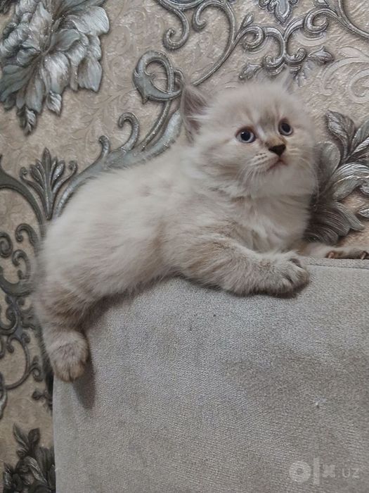 Продаётся котята балинеза