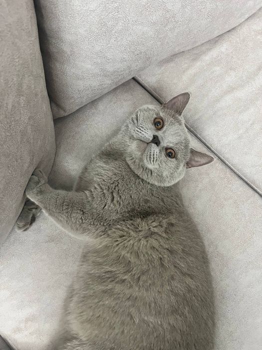 Британский короткошерстный кот для вязки