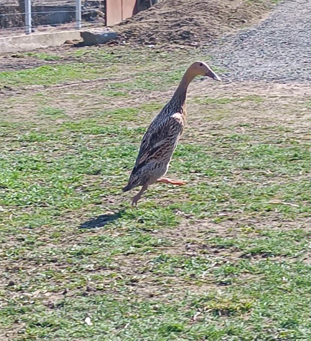 Ouă rațe alergătoare