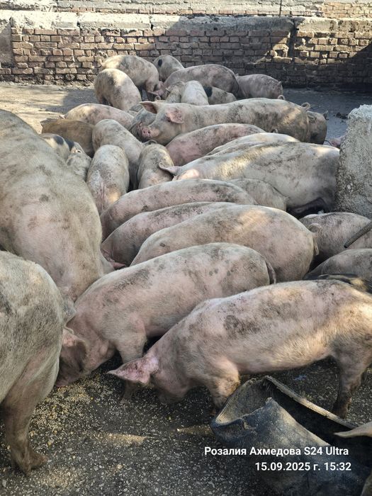 Продавам прасенца и прасета