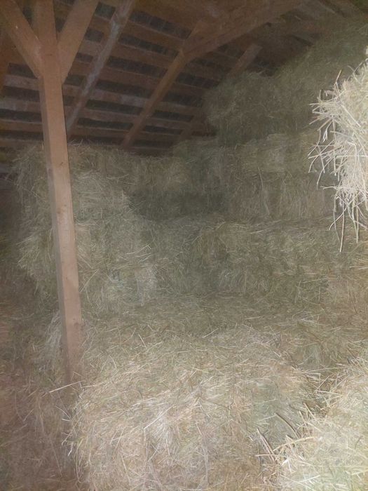 Vând baloți trifoi