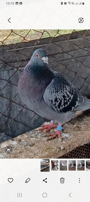 Vând porumbei voiajori