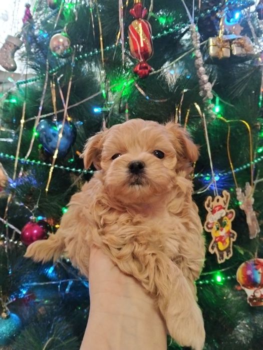 Продам мальтипу мини