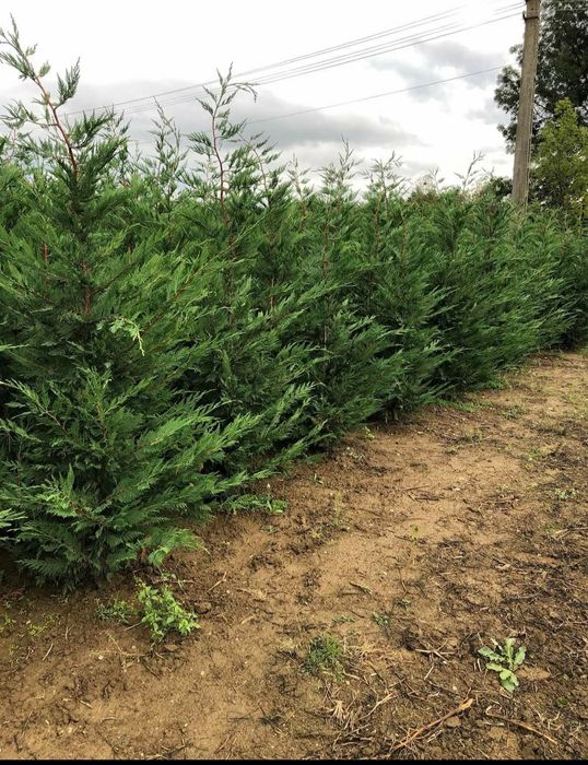Cupressocyparis leylandii gard viu veșnic verde