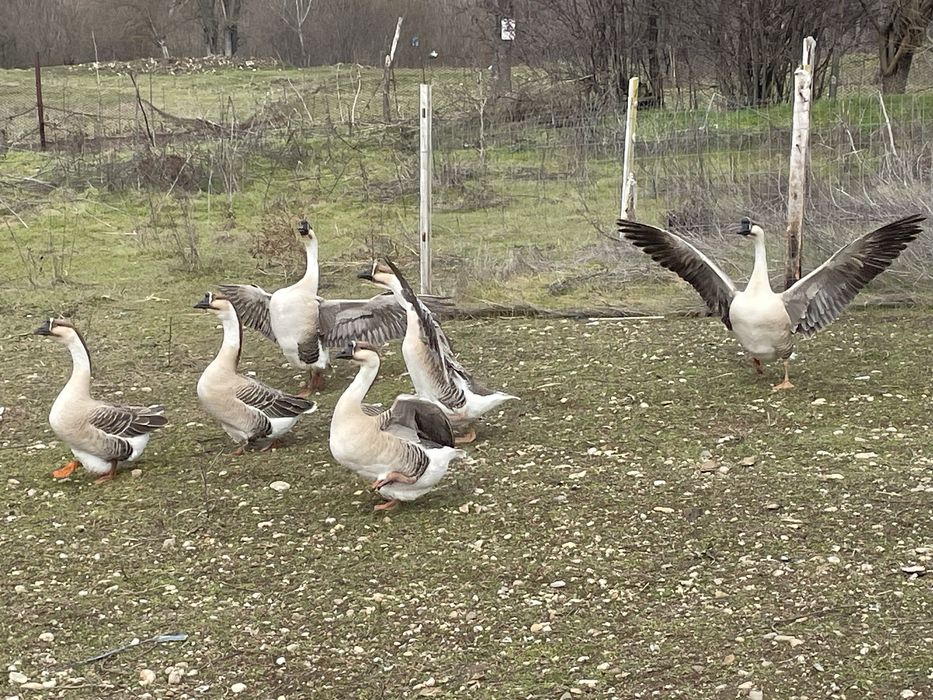 Boboci Gasca Chinezeasca