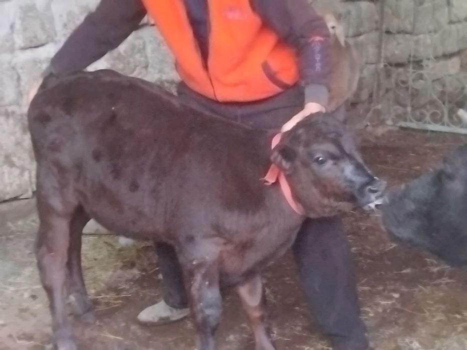 Букача ангус сотилади 2.5 ойлик