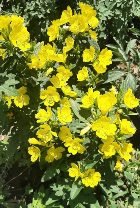 Цветы      Цветы