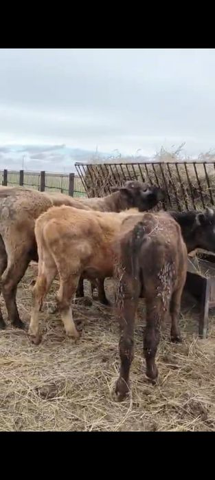 Продам КРС (10 бычков)