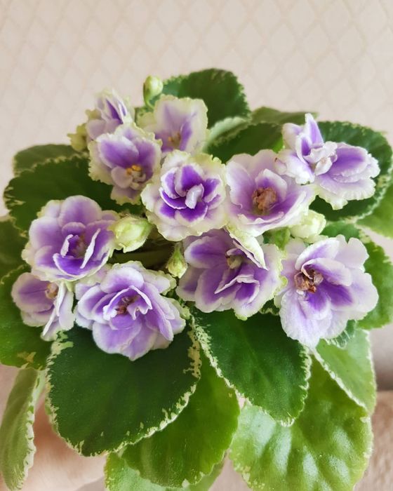 Сортовые Фиалки, детки