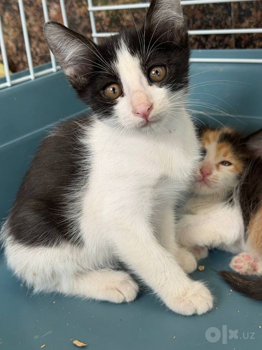 Котенока 2. месяца