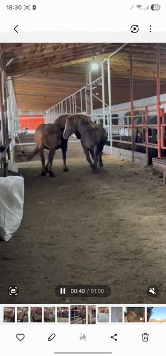 Продам  жеребцов Русских тяжеловозов