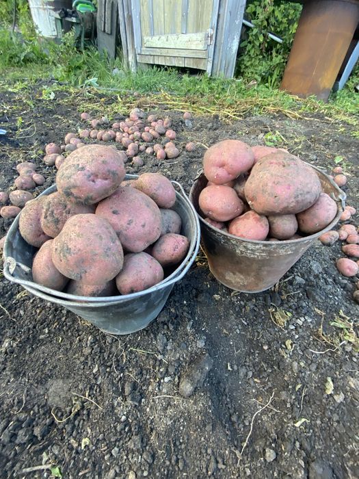 Продам картофель