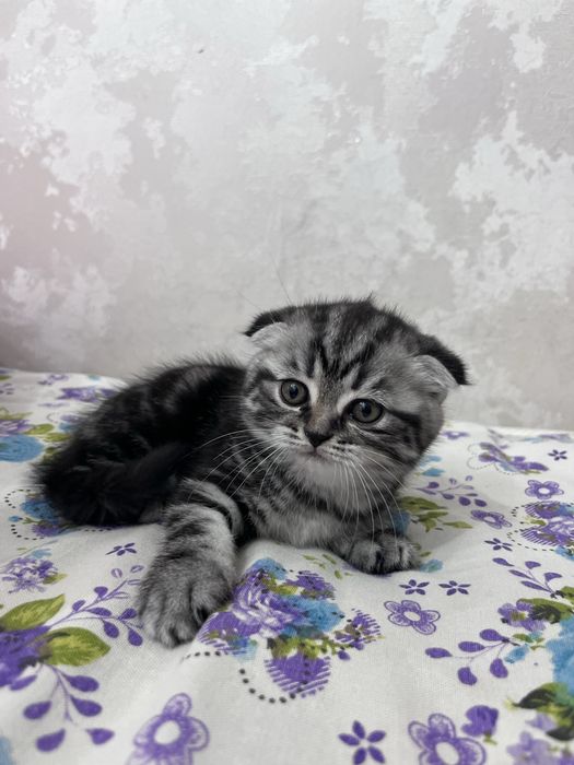 Продам котенка