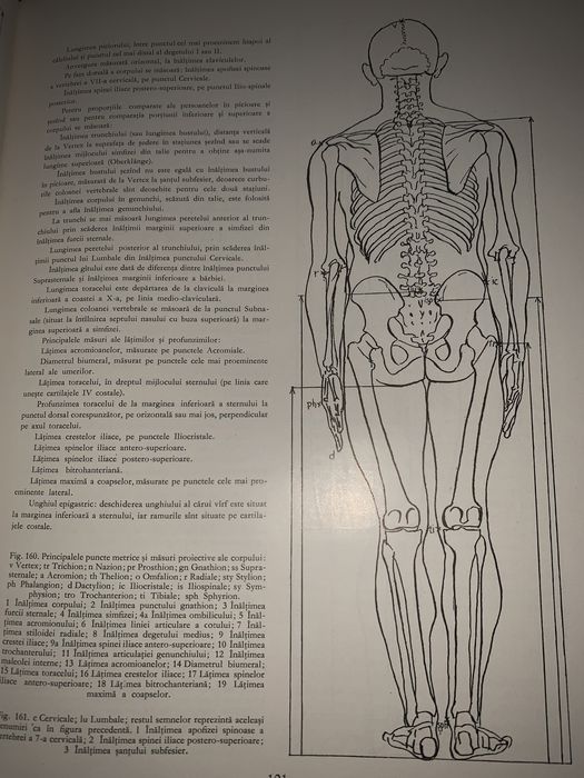 Anatomie artistica