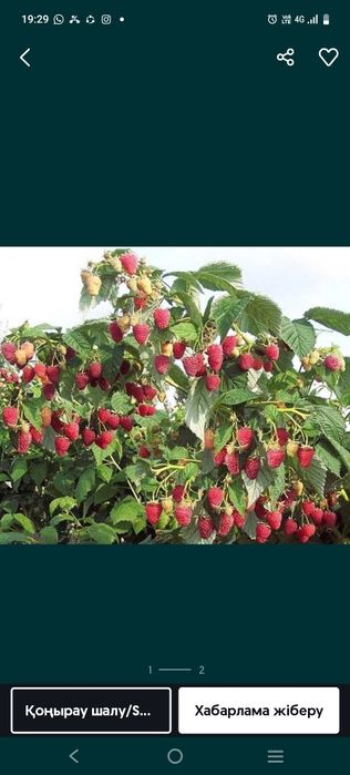 Таңқураи кошеты сатылады полка деген сорт