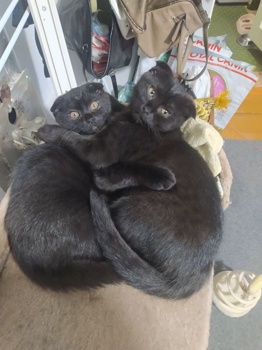 Отдаю в добрые руки, у кого есть опыт