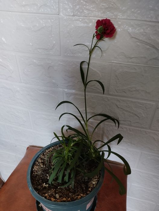 Комнатный цветок