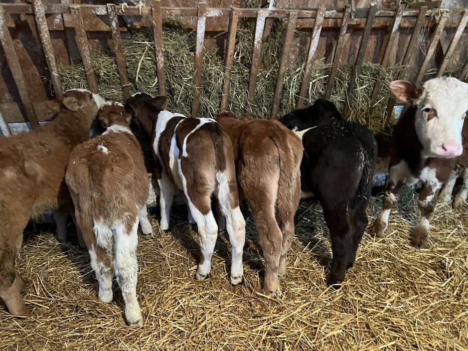 Vand 11 taurasi intarcati