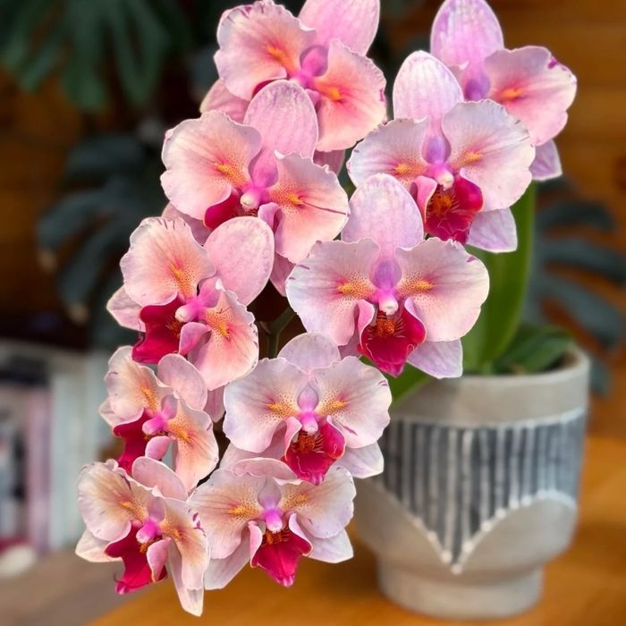 Орхидеи, Детки Орхидеи