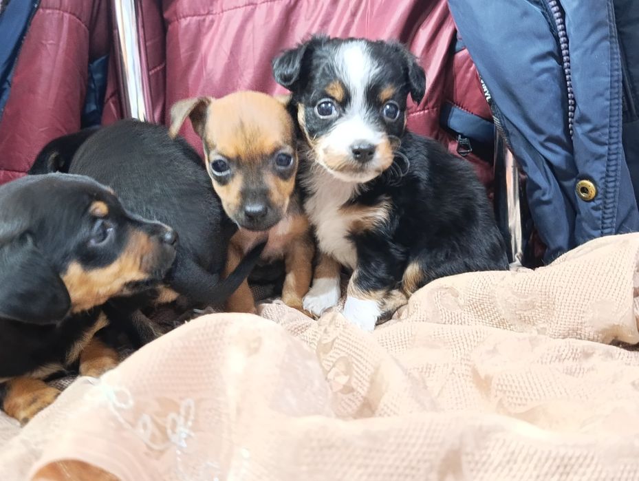 Продаю Щенков  пинчера 2 девочки 2 мальчика