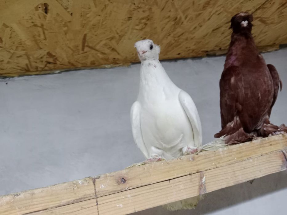 Продам    голубей