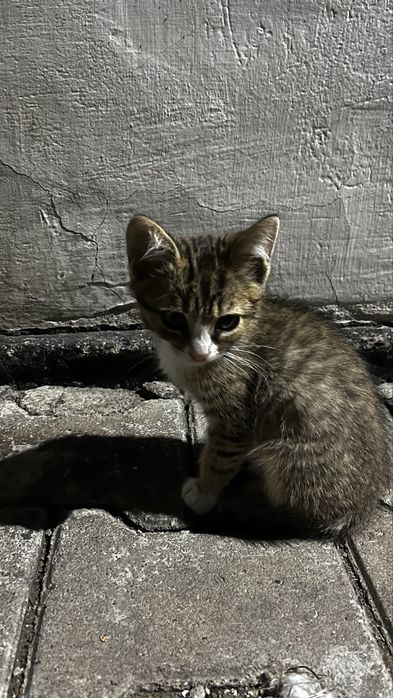 Отдам в добрые руки котят