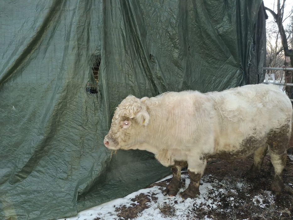 Vand taur reproductie