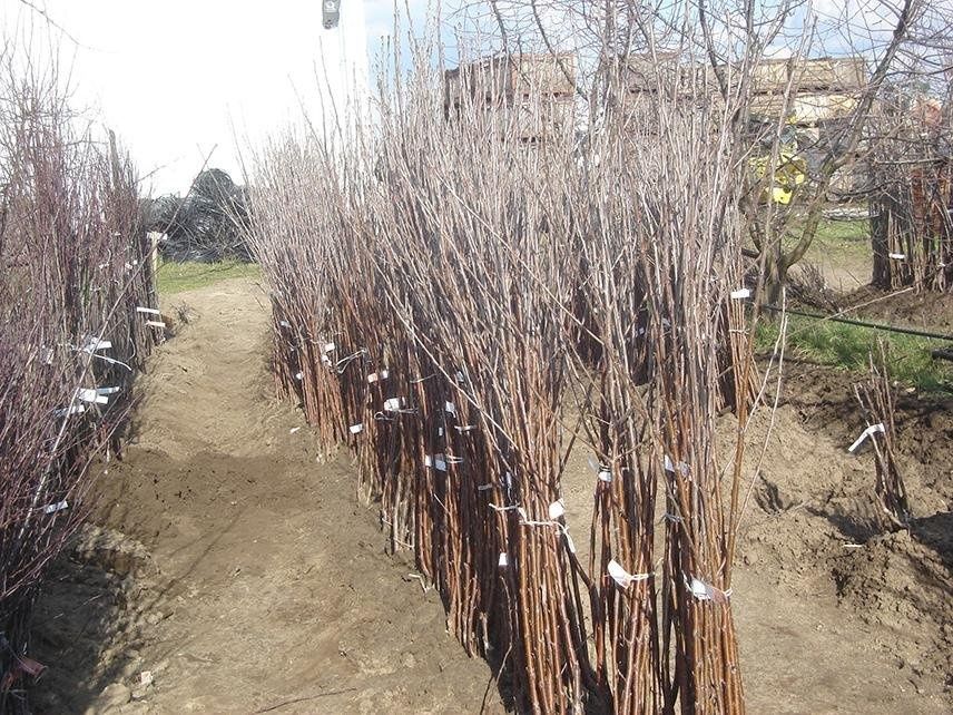 Pomi altoiti certificati