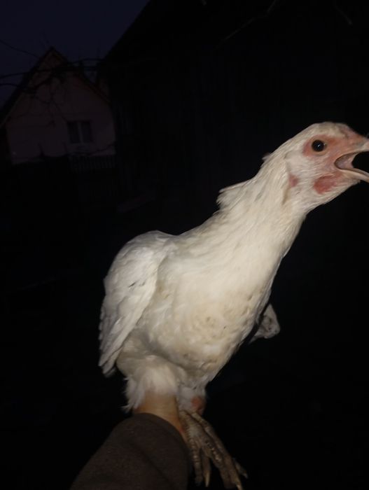 Vând 4puicute și un cocos la alegere moțat sau negru