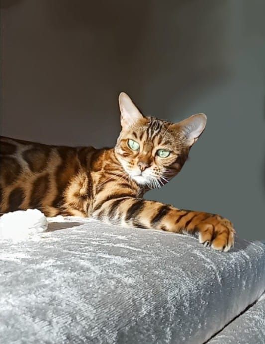 Бенгальская кошка