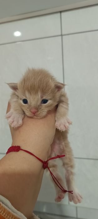 Котята мейкунчики