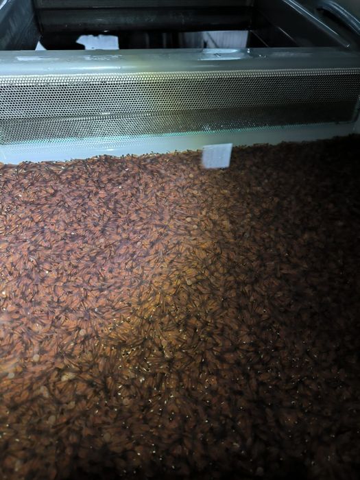 Puiet păstrav 10-50gr,Fantanel și Curcubeu