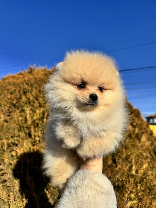 Померан померанче