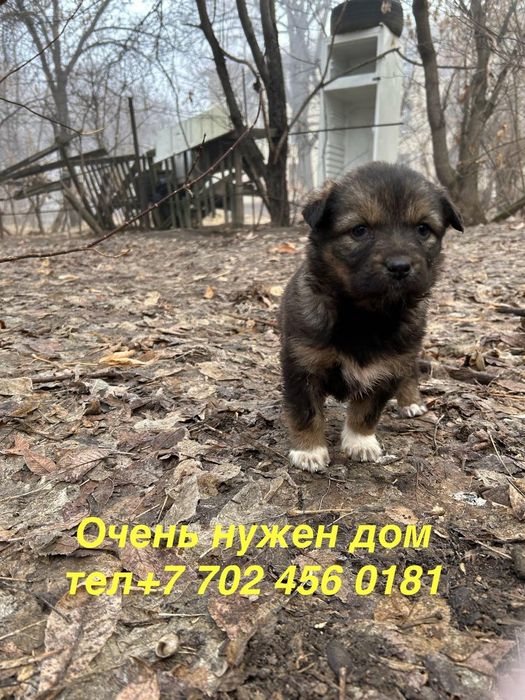 Очень нужен дом.