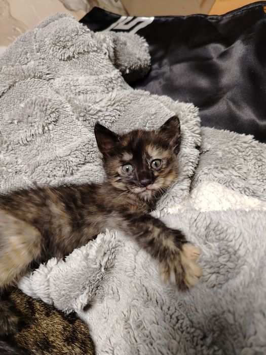Красивый котенок домашний