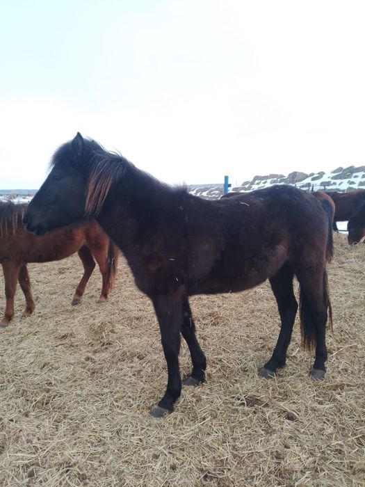 Продам баитал 3 жасар